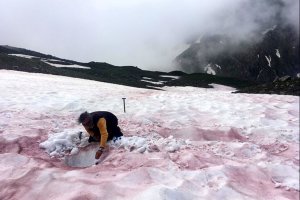 Alpalga : à la recherche des micro-algues des neiges en montagne