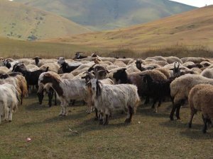 Le génome préhistorique de la chèvre révèle une domestication en mosaïque dans le Croissant Fertile