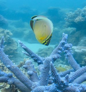 La diversité du patrimoine génétique des coraux et des poissons tropicaux en danger