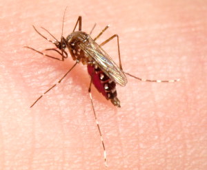 Combattre la résistance des moustiques aux insecticides