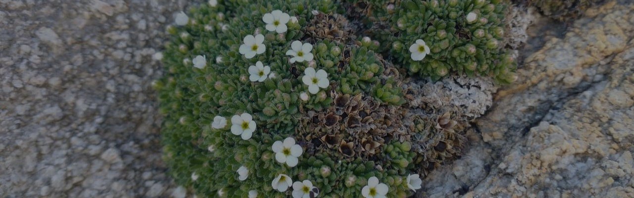 À La Grave dans les Alpes, une fleur face aux pelleteuses