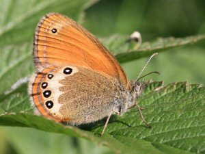 Axe 2 : Biologie de l'adaptation