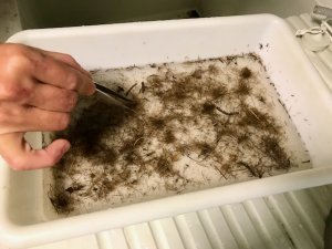 Axe 2 : Liens mécanistes et rétroactions entre la biodiversité, le fonctionnement des écosystèmes et les contributions de la nature aux populations