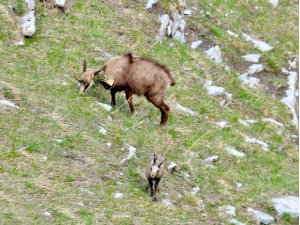 Axe 3 : Interactions biotiques - Comprendre leur importance, leur structure et leur dynamique