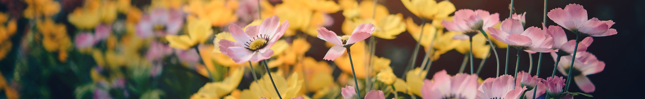 ANR (2019 - 2022) : HUMANI